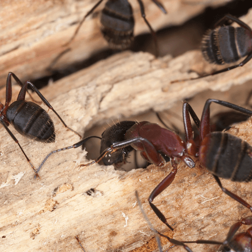 Technicien en intervention contre les nuisibles dans les Pyrénées-Orientales
