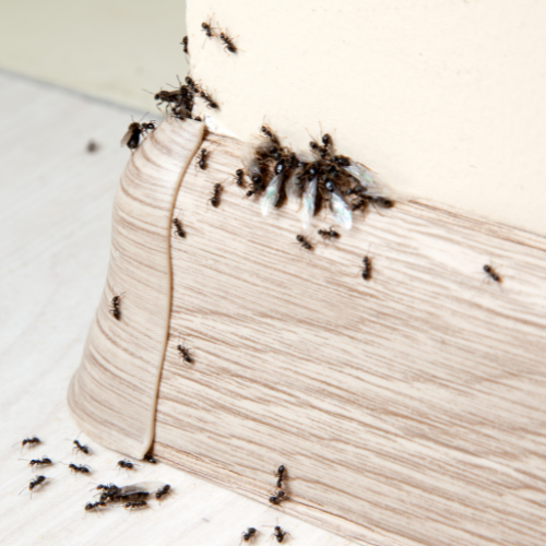 Équipement professionnel contre les rongeurs et insectes